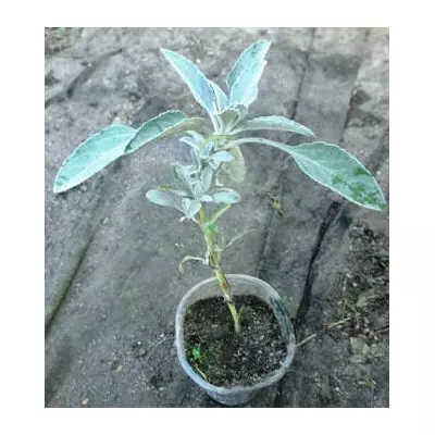 Вероніка сива (Verónica incána) Сива дама. Розсада в контейерах Д5.