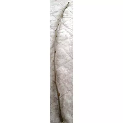 Шовковиця Галіція. НЧ. Живці для прививки.