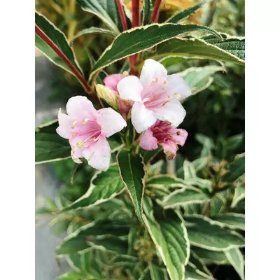 Вейгела Сплендід. У контейнерах 0.5 л.