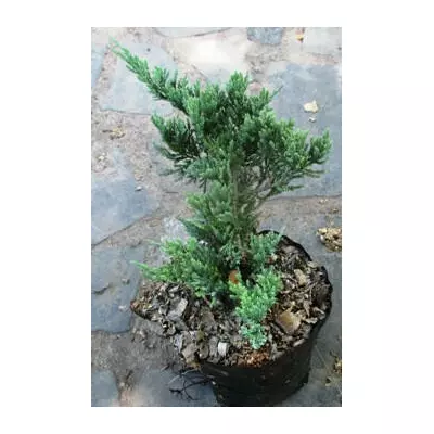 Ялівець горизонтальний Блю Чіп. Д12.