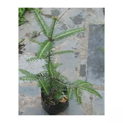 Пихта біла (гребінчаста). У контейнерах Д12.