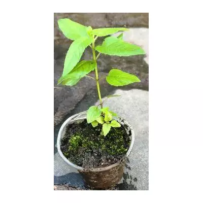 Монарда лимонна. Сеянці в контейнерах Д5.