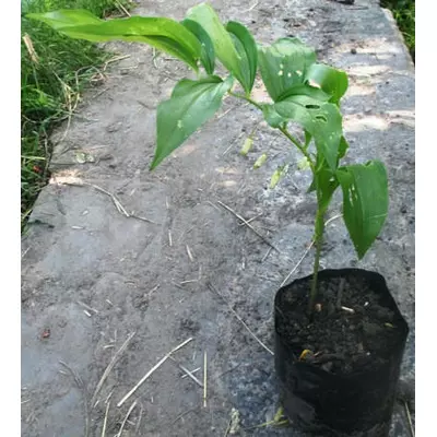 Купена. (Соломонова друк). Саджанці в контейнерах Д12.