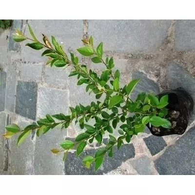 Кизильник блискучий. Саджанці в контейнерах Д12.