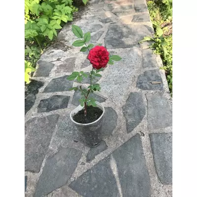 Троянда мініатюрна червона. 0.5 л.