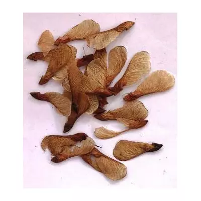 Клен Гіннала. Насіння. Ціна за 25 штук.