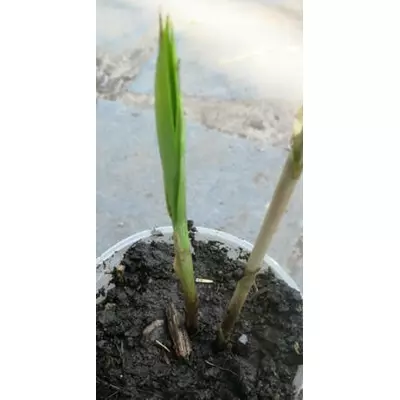 Осока пальмолистная. Рассада в контейнерах Д5.