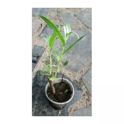 Іва лохлинна срібляста. У контейнерах Д5.