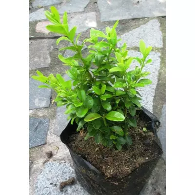 Самшит. Н до 20 см. У контейнерах Д12.Н до 20 см.