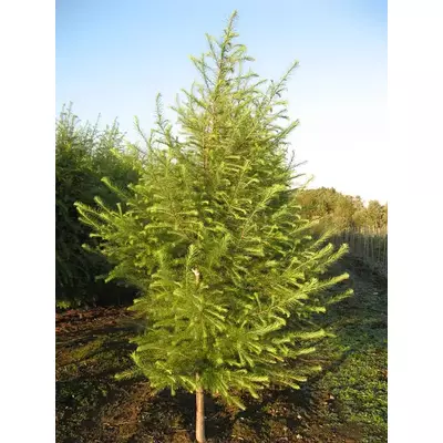 Модрина. європейська. У контейнерах 12 л.