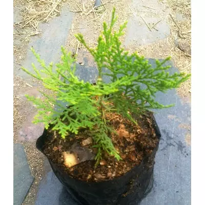 Туя Східна. Саджанці в контейнерах Д12.