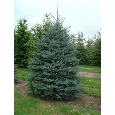 Ялина колюча Глаука. (На початку формування крони). У контейнерах 12 л.