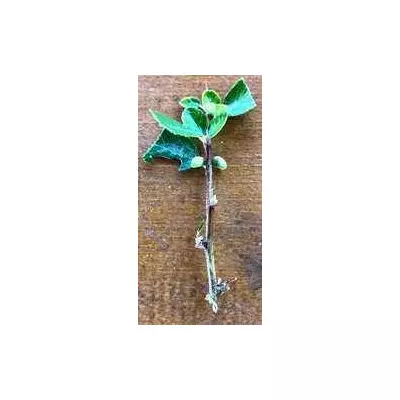 Піраканта Ред колумн. НЧ. Живці для вкоріненя.