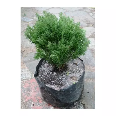 Туя західна Тедді. Саджанці в контейнерах Д12.