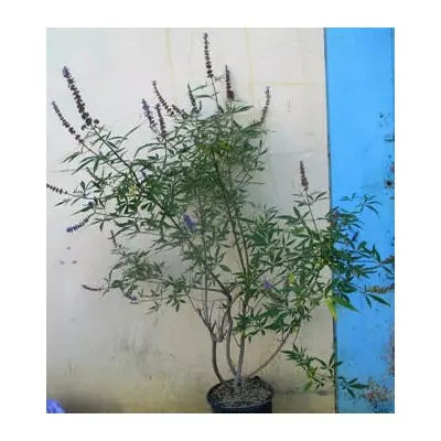 Вітекс священний. У контейнерах 12 л.