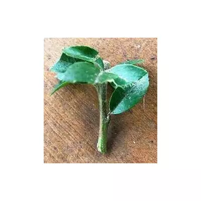 Піраканта Оранж стар. НЧ. Живці для вкорінення.