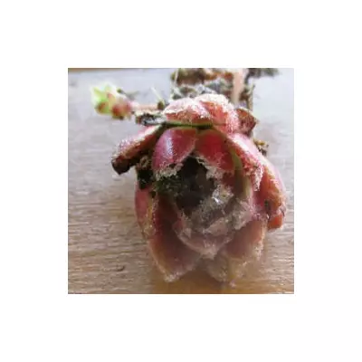 Молодило Червонуте. НЧ. Дітки для вкорінення.