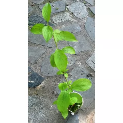 Свідина криваво-червона (дерен криваво-червоний). Сіянці в Д5.