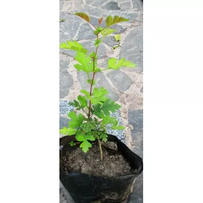 Глід криваво-червоний. Саджанці в контейнерах Д12.