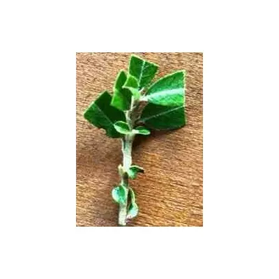 Піраканта пурпурна Кунтаї. НЧ. Живці для вкорінення.