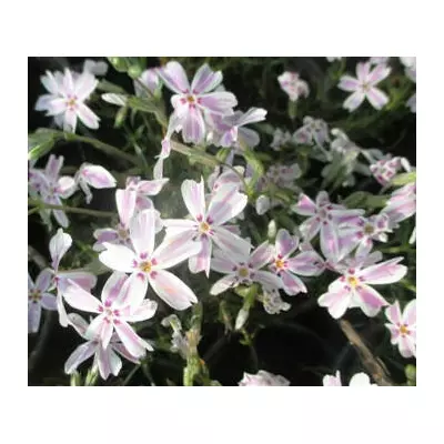 Флокс шилоподібний Кенді страйп. У контейнерах Д5.