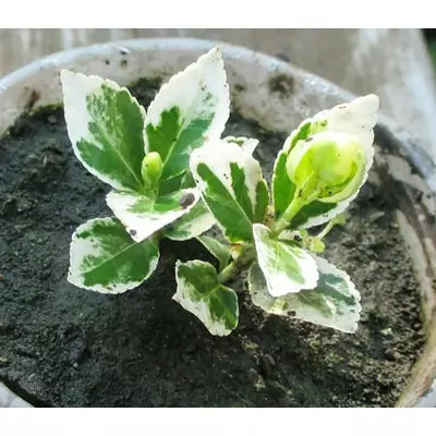 Бересклет Форчуна Сільвер квін. Д5.