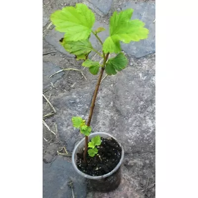 Пухиреплідник калинолистний. Сіянці ОКС або в контейнерах Д5 по сезону.