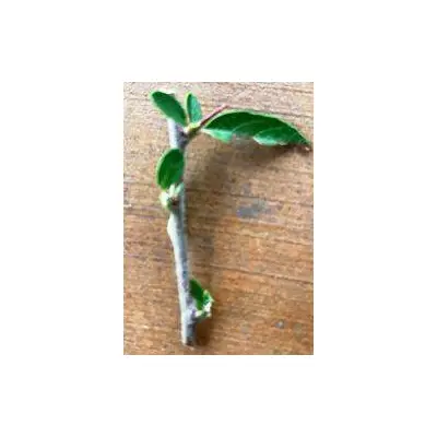 Піраканта Солейл Дор (Pyracantha Soleil d'Or). НЧ. Живці для вкорінення.