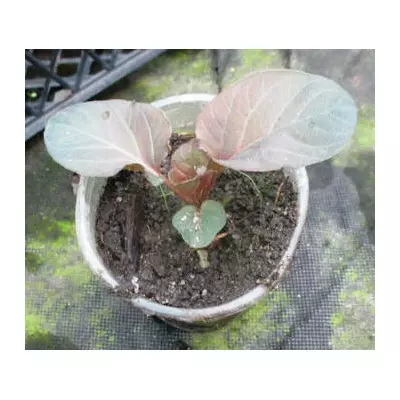 Вербейник бахромчатий Файєр крекер. Розсада в контейнерах Д5.