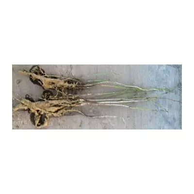 Алича. Сеянці. ОКС.