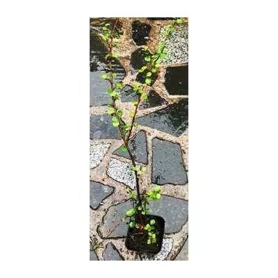 Кизильник розчепірений. Cotoneaster divaricatus. У контейнерах 0.5 л.