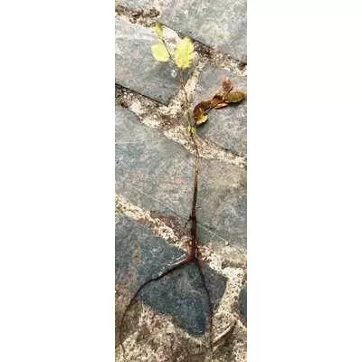 Бук європейсбкий. Саджанці з ВКС.