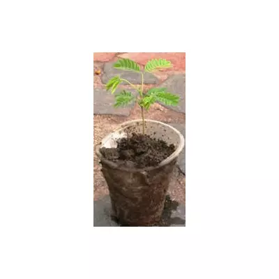 Альбіція. (Акація ленкоранська). У контейнерах д5.