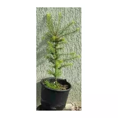 Лиснониця японська. У контейнерах 12 л.