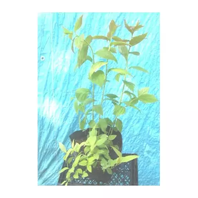 Спирея японська великолиста. Саджанці в контейнерах Д12.