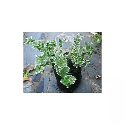 Бересклет Форчуна Емеральд Гаєті. Д12.