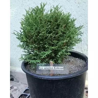 Туя західна Кобольд. У контейнерах 12 л.