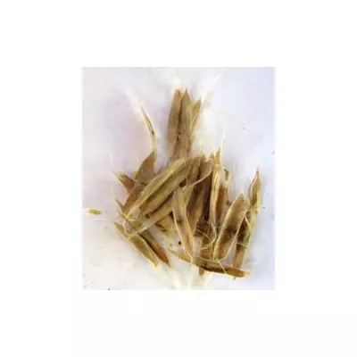 Катальпа бігнонієподібна. Насіння. Ціна за 25 штук.