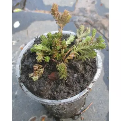 Очиток їдкий. Розсада в контейнерах Д5.