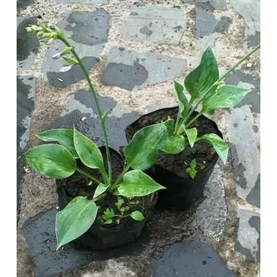 Хоста Блю кадет. Саджанці в контейнерах Д12.