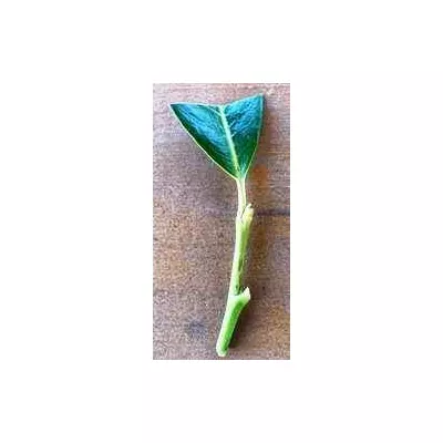 Лавровишня. НЧ. Живці для вкорінення.