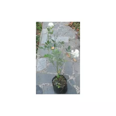 Троянда поліантова Айсберг. У контейнерах 0.5л