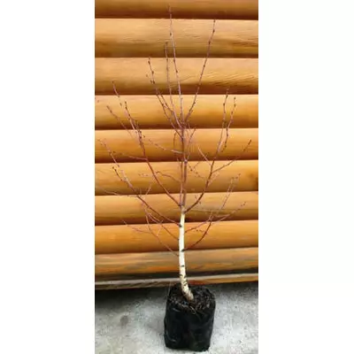 Береза плакуча. У контейнерах Д12.