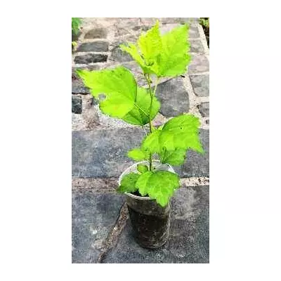 Гибискус сирийський. З насіння суміші сортових гібіскусів. У контейнерах 0.5 л.