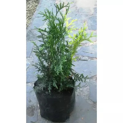 Туя західна Брабант. Н 50 см +. У контейнеорах Д18.