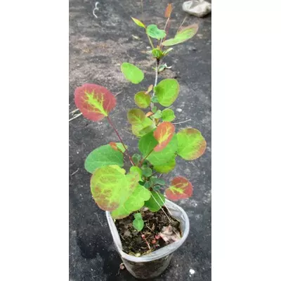 Барбарис Оттавський. Сіянці в контейнерах Д5.