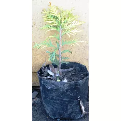 Туя західна Холмструп Еллоу. У контейнерах Д12.