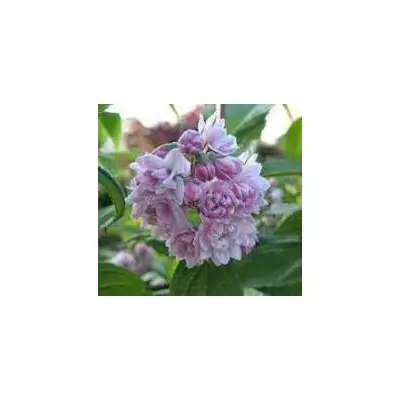 Дейція гібридна Пінк Пом-Пом. У контейнерах Д5.