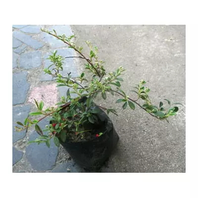 Кизильник іволистий Парк тепич. У контейнерах Д12.