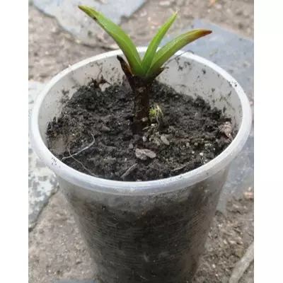 Традесканція садова біло-блакитна Інокентій. Д5